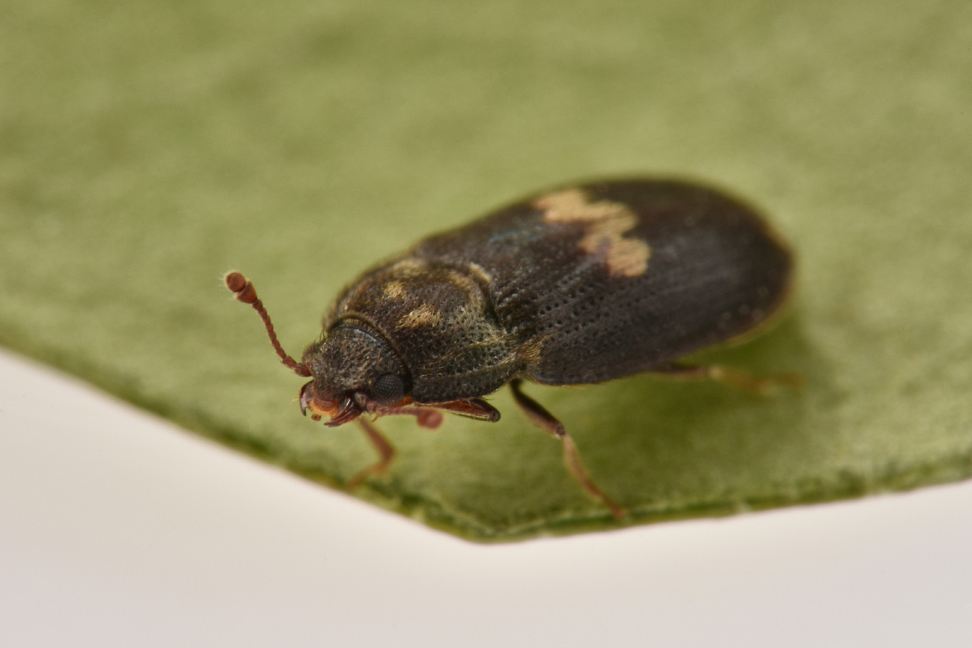 Biphyllidae: Biphyllus lunatus? S.